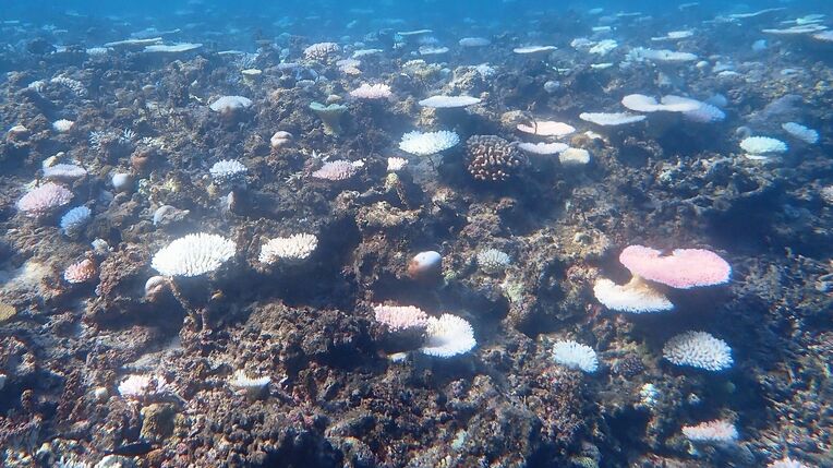 高水温が続いた影響を受けて白化したサンゴが点在している＝２０２２年９月、黒島北方沖（環境省提供）