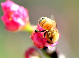 宜野湾市・嘉数高台公園のサクラ。花の蜜を吸おうとミツバチがかくれんぼ。頭隠して…。ハッチくん、はっきり見えてるよ＝１４日