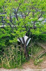 投げ捨てられ、桜の木に引っかかったまま放置されている小型冷蔵庫