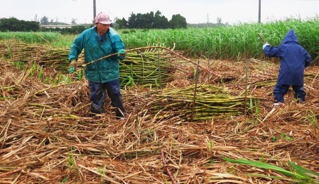 雨が降る中、サトウキビの収穫を急ぐ農家＝１３日午後、宮古島市城辺