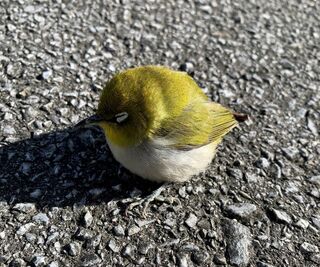 W ｽﾔｧ 無防備な姿がかわいい 沖縄で撮影された小鳥が話題に 沖縄タイムス プラス ニュース 沖縄タイムス プラス