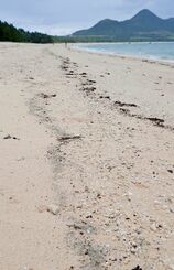 石垣島の海岸で漂着が確認された帯状に延びた灰色の軽石＝２６日、石垣市伊原間