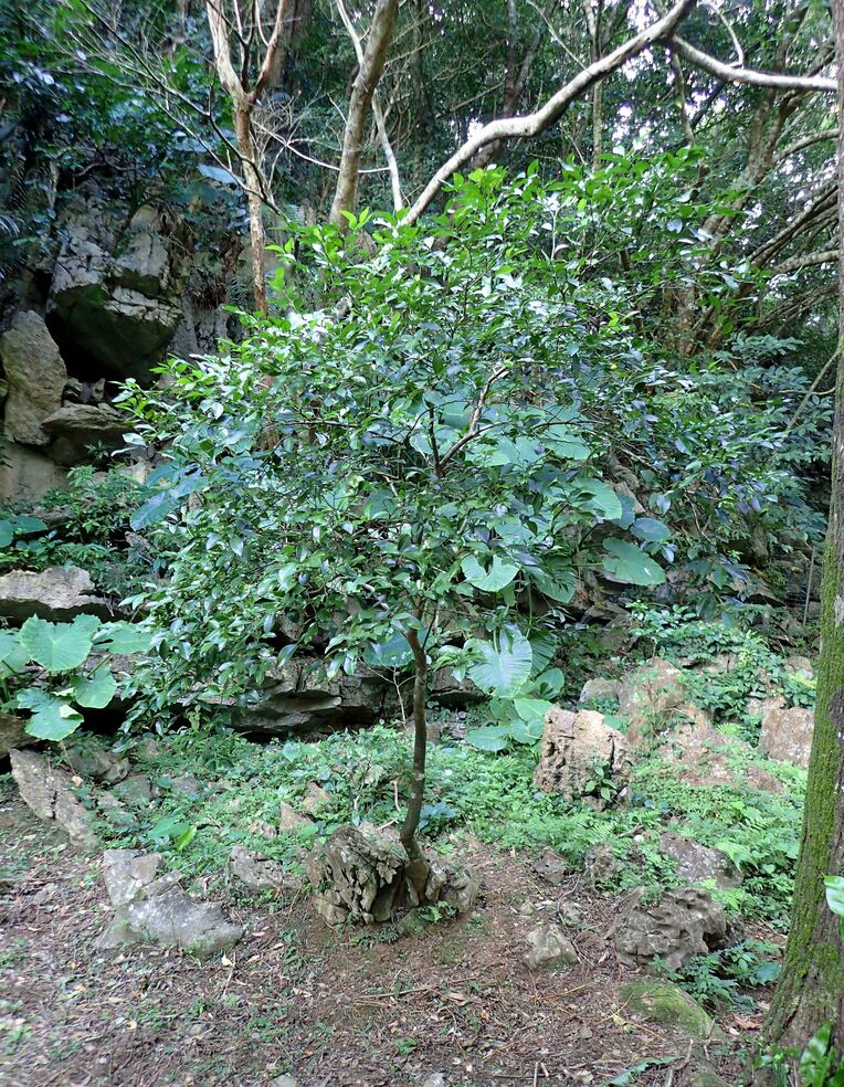 遺伝子や染色体の解析の結果、シークヮーサーの親であることが確認されたタニブタ－の木＝２０２０年１１月、大宜味村内（同大学提供）