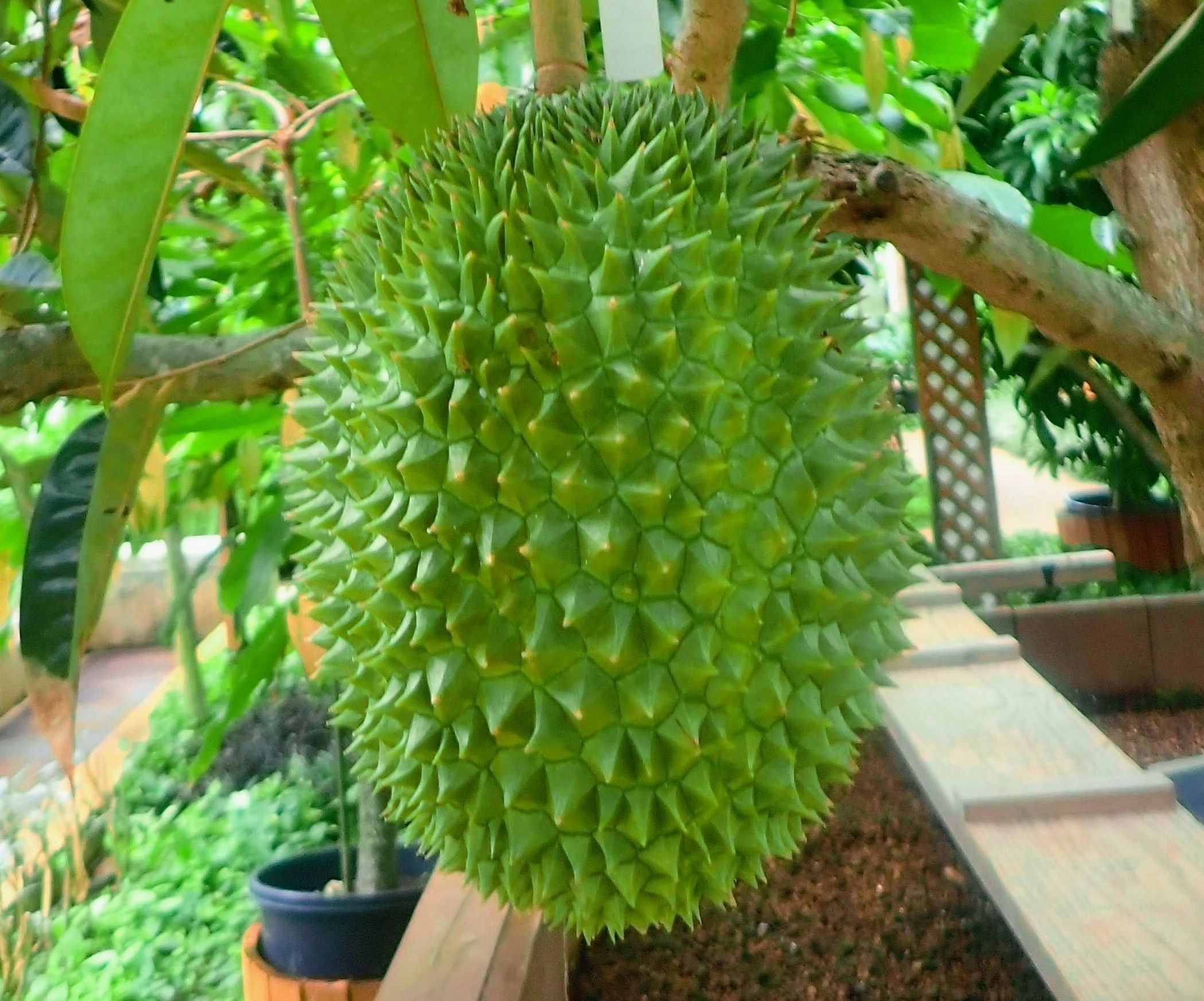 日本で唯一 果実の王様 が見られる場所が沖縄に 実がなるのは3年連続 栽培者 独特の臭いも楽しんで 沖縄タイムス プラス ニュース 沖縄タイムス プラス