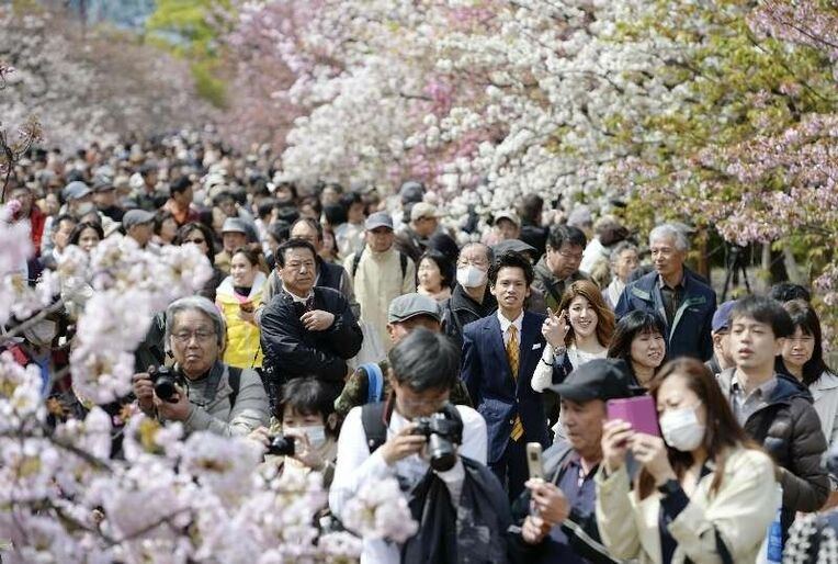 造幣局で始まった「桜の通り抜け」で、桜を楽しむ人たち＝９日午前、大阪市