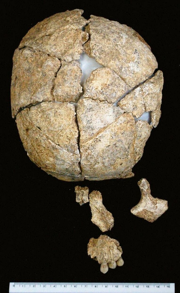 琉大などが復元を目指す保存状態の良い頭骨（県立埋蔵文化財センター提供）