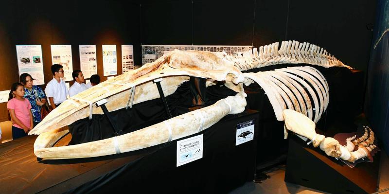 全長10m超のクジラ骨格に ジョーズ の歯 海のビックリ生物展 開幕 沖縄タイムス プラス ニュース 沖縄タイムス プラス