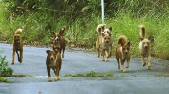 やんばるの林道を徘徊する野犬の群れ＝６月２９日、国頭村楚洲