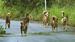 やんばるの林道を徘徊する野犬の群れ＝６月２９日、国頭村楚洲