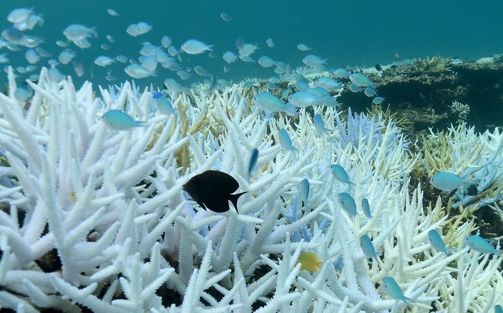 沖縄のサンゴ脅かす 白化 なぜ起きる 色は生きるための 秘策 沖縄タイムス プラス ニュース 沖縄タイムス プラス