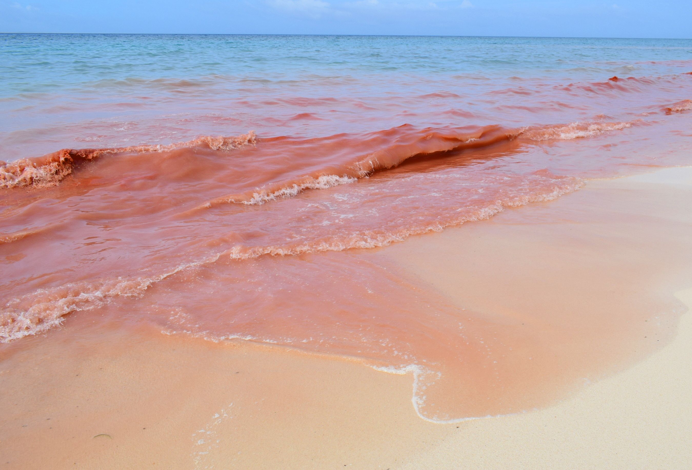 サンゴ産卵 一夜で砂浜がピンク色に 沖縄 伊江島 アーカイブ記事 沖縄タイムス プラス