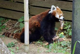 　好物のタケノコを食べる、１９歳になったレッサーパンダ「風太」＝５日午後、千葉市動物公園