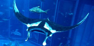 世界最大のエイが美ら海水族館に再登場 名前は ジャイアント 沖縄タイムス プラス ニュース 沖縄タイムス プラス