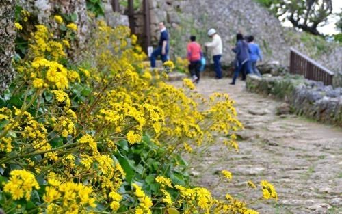 黄色いツワブキの花が、訪れる人たちを楽しませている。満開は１月上旬ごろ＝中城城跡
