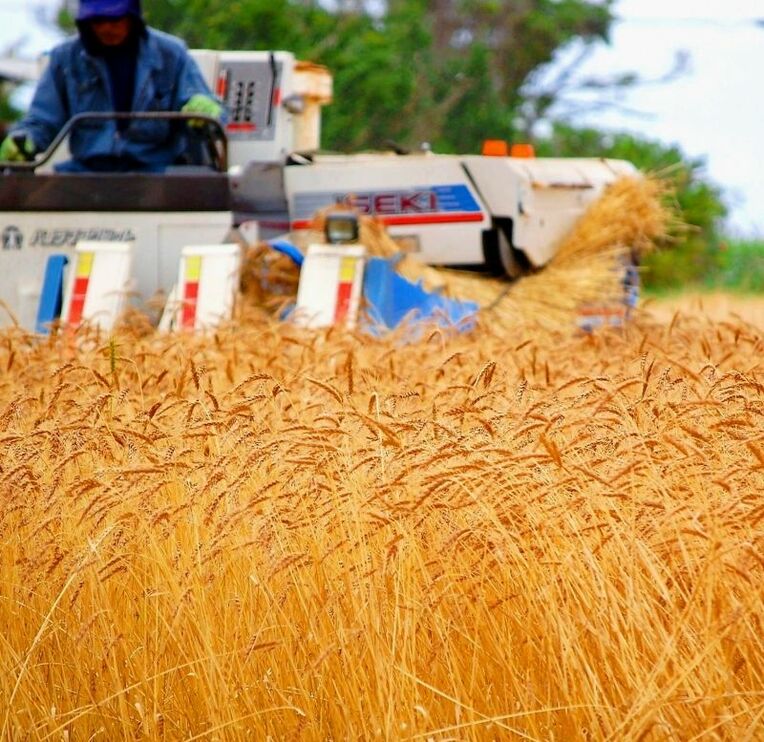 黄金色に熟した小麦の収穫作業が最盛期を迎えている＝１６日、伊江村真謝区