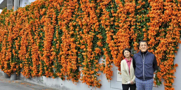オレンジ色のカエンカズラの花がカーテンのように下がる（右から）上原強さん、勝枝さん夫婦の自宅＝１月２６日、豊見城市饒波