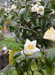 沖縄市越来の石川井（イシガー）の白ツバキ。尚泰久国王にゆかりのある「越来の白椿」を分けて植えた由緒ある木だという＝１９日