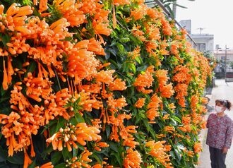 カーテンの様に咲き誇る色鮮やかなカエンカズラ＝２６日午後、南城市大里（小宮健撮影）