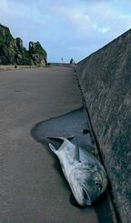 渡名喜村ＦＢで４４５の「いいね！」が寄せられた写真。村内の海岸沿いにロウニンアジが落ちていた（村観光協会提供）