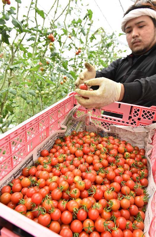太陽の光を浴びて真っ赤に熟したミニトマトを収穫する農家＝２４日、豊見城市饒波（渡辺奈々撮影）
