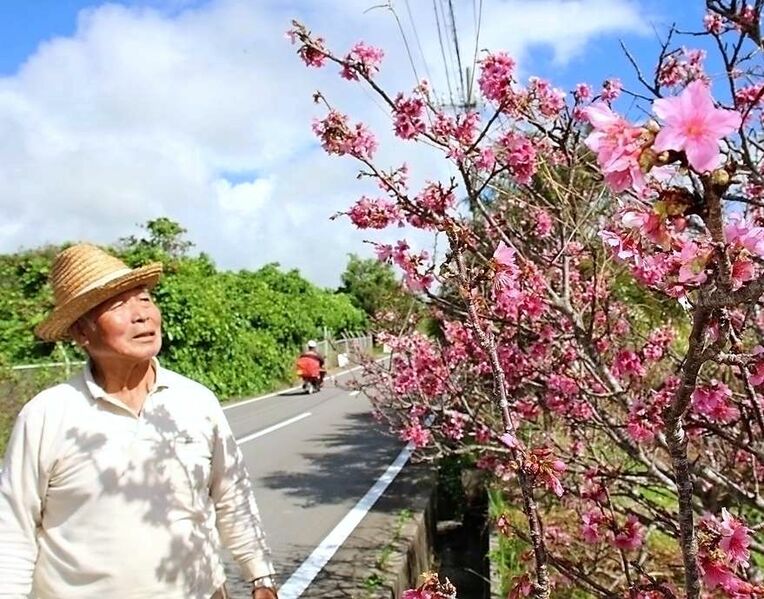 鮮やかなピンク色の花を咲かせたヒカンザクラと東成底克一さん＝３日、石垣市宮良
