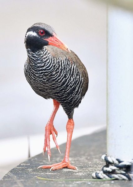 飛べない鳥 が世界の新種に 沖縄の村で捕獲に奔走 予感はなし ヤンバルクイナの 発見 から40年 沖縄タイムス プラス プレミアム 沖縄タイムス プラス