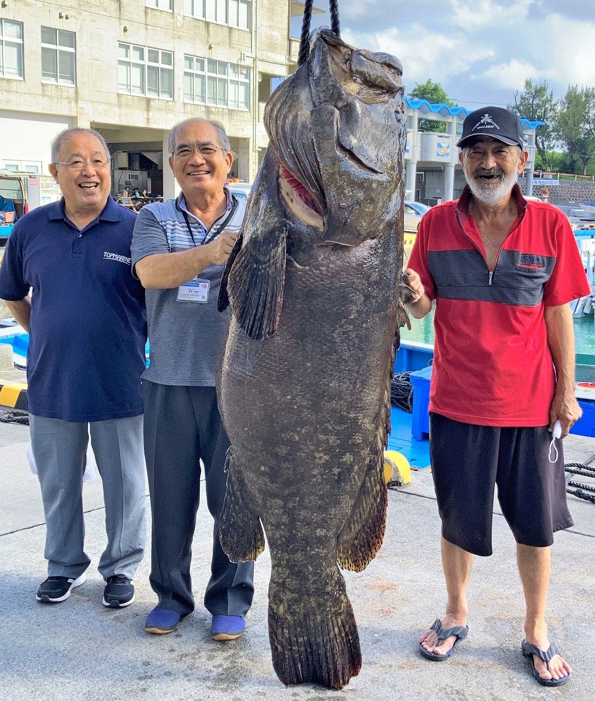 こんなの初めて 漁師も驚く巨大魚 アーラびっくり116キロ 沖縄タイムス プラス ニュース 沖縄タイムス プラス