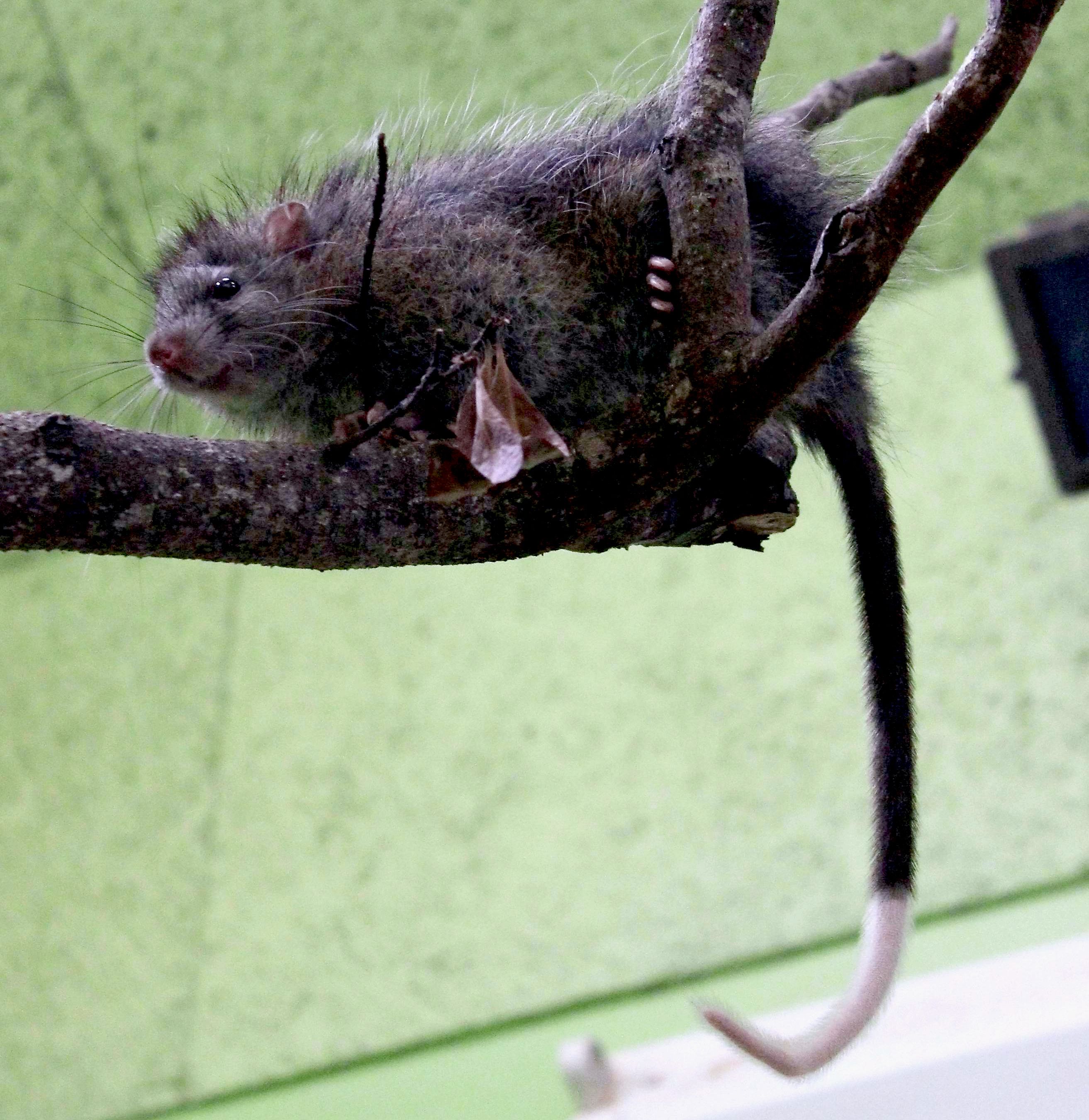日本最大の個体を飼育チュウ 絶滅危惧のネズミ 沖縄の動物園で研究進む