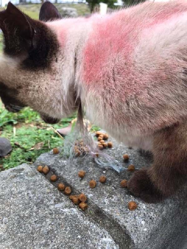 虐待され、保護された野良猫。体に赤い塗料が塗られ、首にひもが巻き付けられている＝宜野湾マリーナ（小林さん提供）
