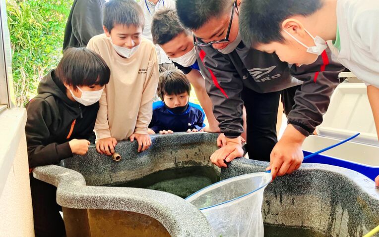 水槽にリュウキュウメダカを放す屋部小の児童たち＝６日、名護市中山の屋部小中山分校