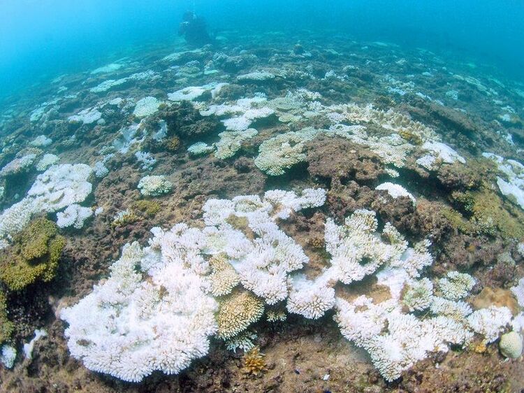 サンゴ白化、バクテリアが関与 静岡大が初解明 | 沖縄タイムス＋プラス ニュース | 沖縄タイムス＋プラス