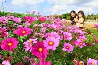 陽気に誘われて沖縄でコスモスが満開 真冬でもポカポカの24度 沖縄タイムス プラス ニュース 沖縄タイムス プラス
