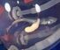 沖縄美ら海水族館内で育成中のヒレタカフジクジラの胎仔（沖縄美ら島財団提供）
