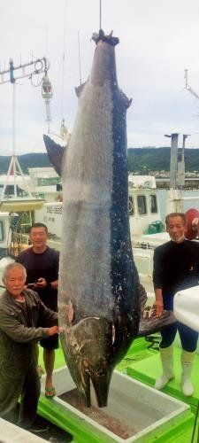 重さ５００キロを超えるとみられるクロカワカジキと、釣り上げた國吉昌光さん（右）ら＝１２日、南城市馬天港