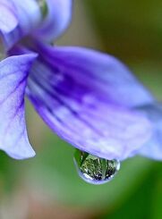 ２センチほどのリュウキュウコスミレの花。雨のしずくがガラス玉のように周りの風景を映しだしていた＝２３日、那覇市・松山公園
