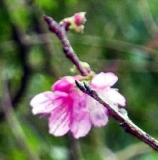 桜シーズン到来の沖縄 桜前線 南下中です 北上しない不思議なメカニズムは ウェブマガジンwコラム記事 沖縄タイムス プラス