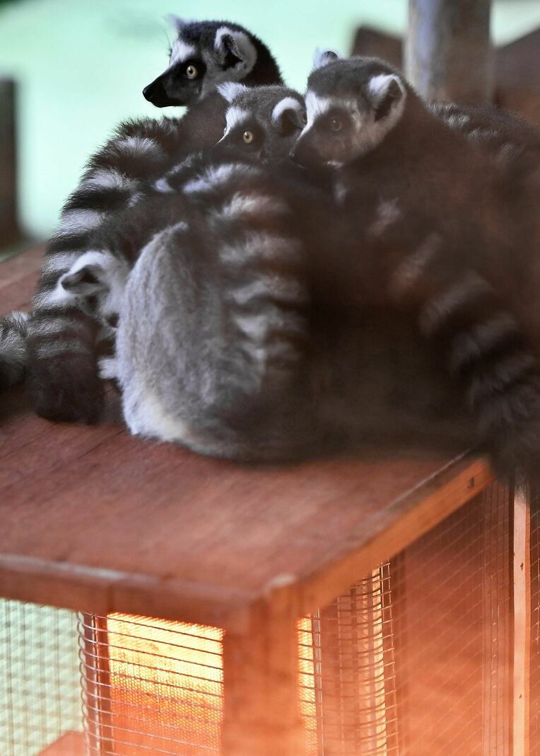 電気ストーブの上で身を寄せ合って暖を取るワオキツネザル＝２４日、名護市・ネオパークオキナワ（名護大輝撮影）