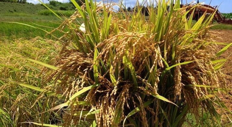 沖縄科学技術大学院大学が名護市のほ場で研究している難消化米