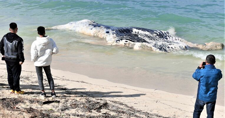 波打ち際に打ち上げられたクジラの死骸＝２５日午前１０時４６分、北谷町・アラハビーチ