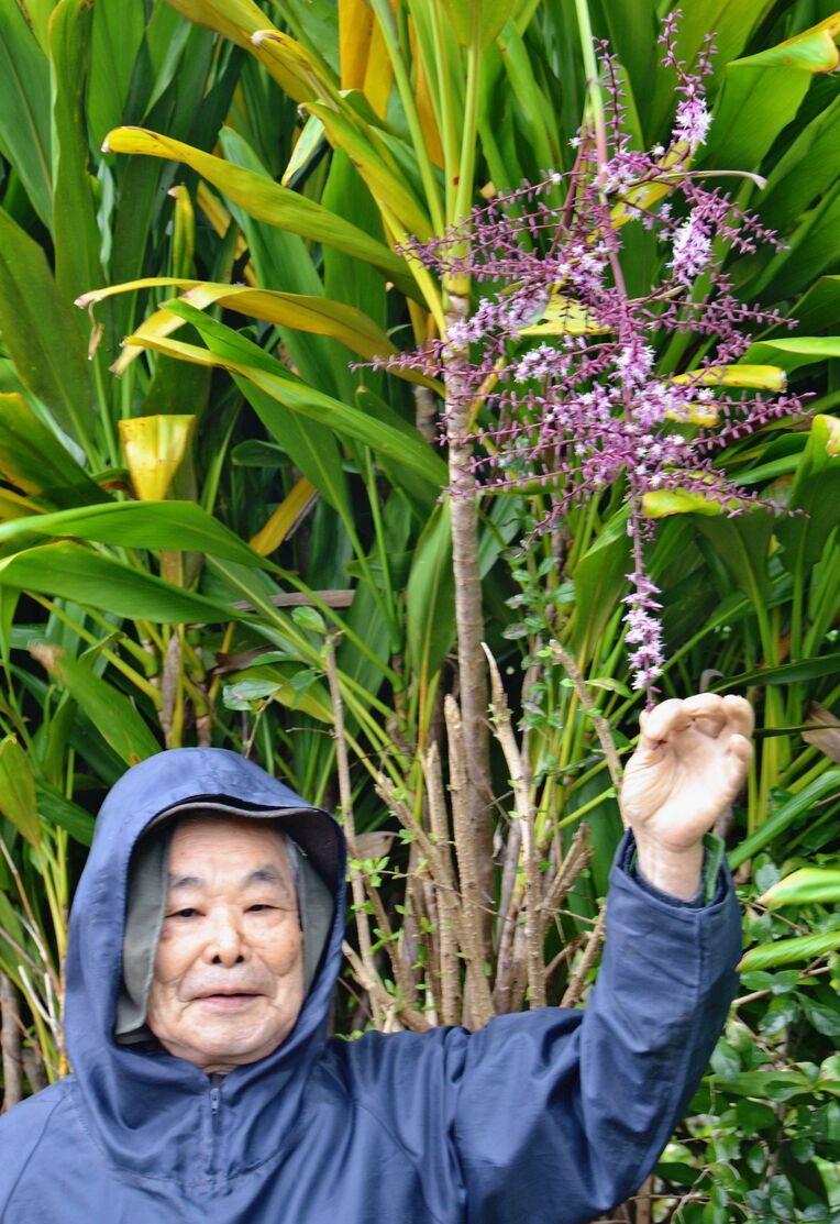 屋敷囲いとして植えられたセンネンボクの花を手にする崎濱秀徳さん＝１３日、名護市山田区
