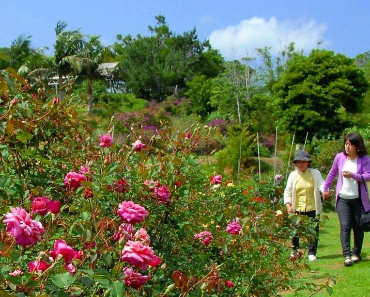 園内に咲いたバラと花見を楽しむ来園者＝１３日、東村慶佐次