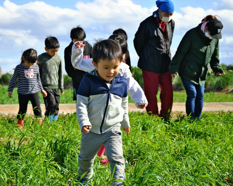 麦畑に足を踏み入れ「麦踏み」を体験する子どもたち＝１０日、うるま市伊計島