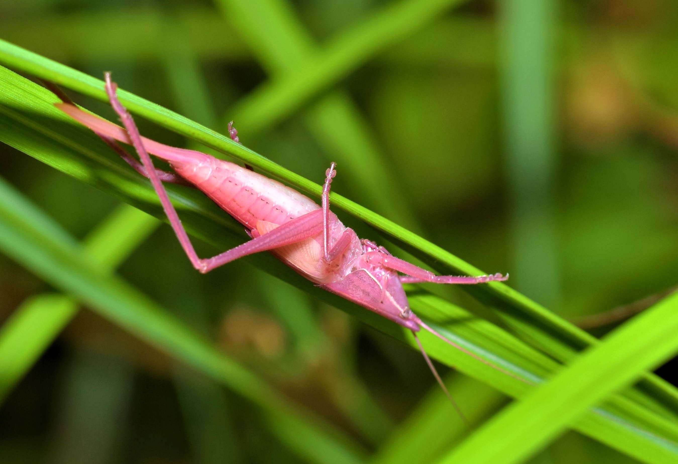 ピンクのキリギリスを沖縄で発見 変色の理由は不明 確率は500 1000分の1 専門家も驚く 沖縄タイムス プラス ニュース 沖縄タイムス プラス