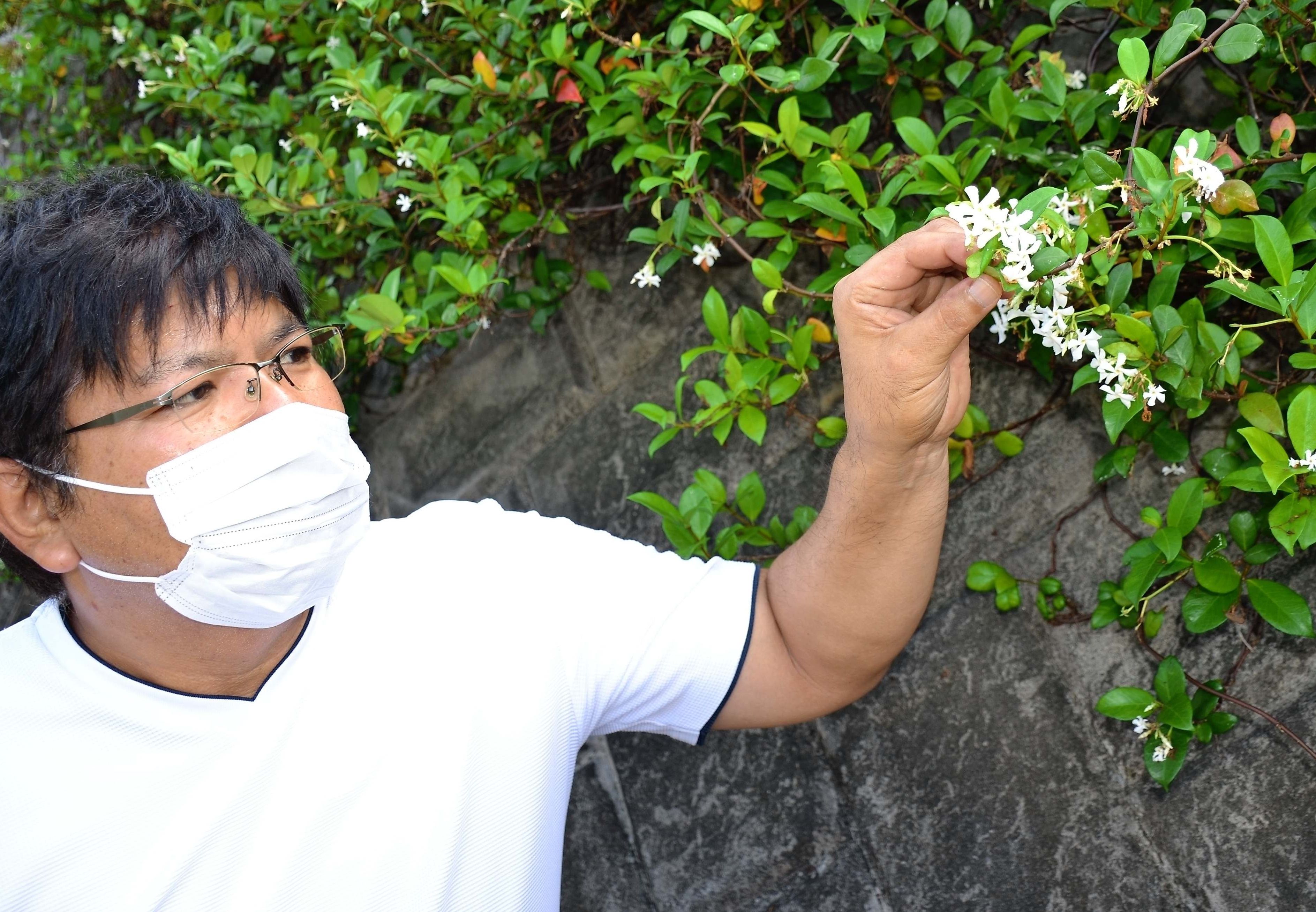 甘い香りの白い花 それはジャスミンではなく 読者から指摘で判明 沖縄タイムス プラス ニュース 沖縄タイムス プラス