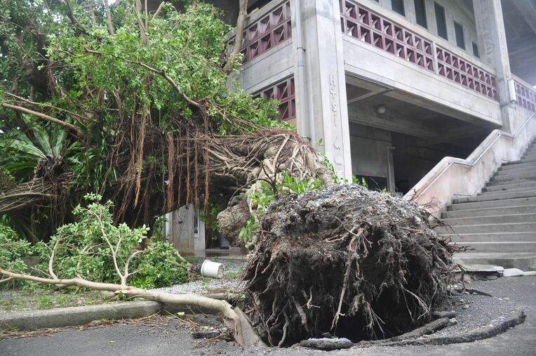 台風６号の暴風で倒木した樹齢１３０年以上のガジュマル＝３日午前、大宜味村・喜如嘉公民館