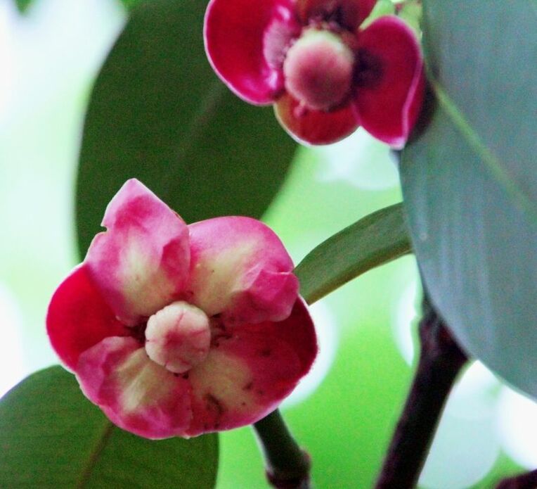 ピンクの花を咲かせたマンゴスチン＝本部町・熱帯ドリームセンター