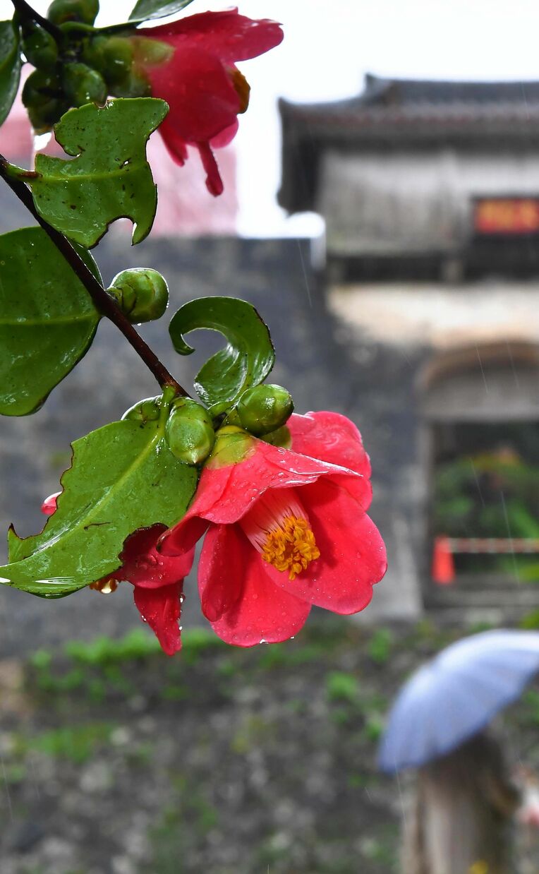 雨にぬれるヤブツバキの花＝３日午後、那覇市・首里城公園（名護大輝撮影）
