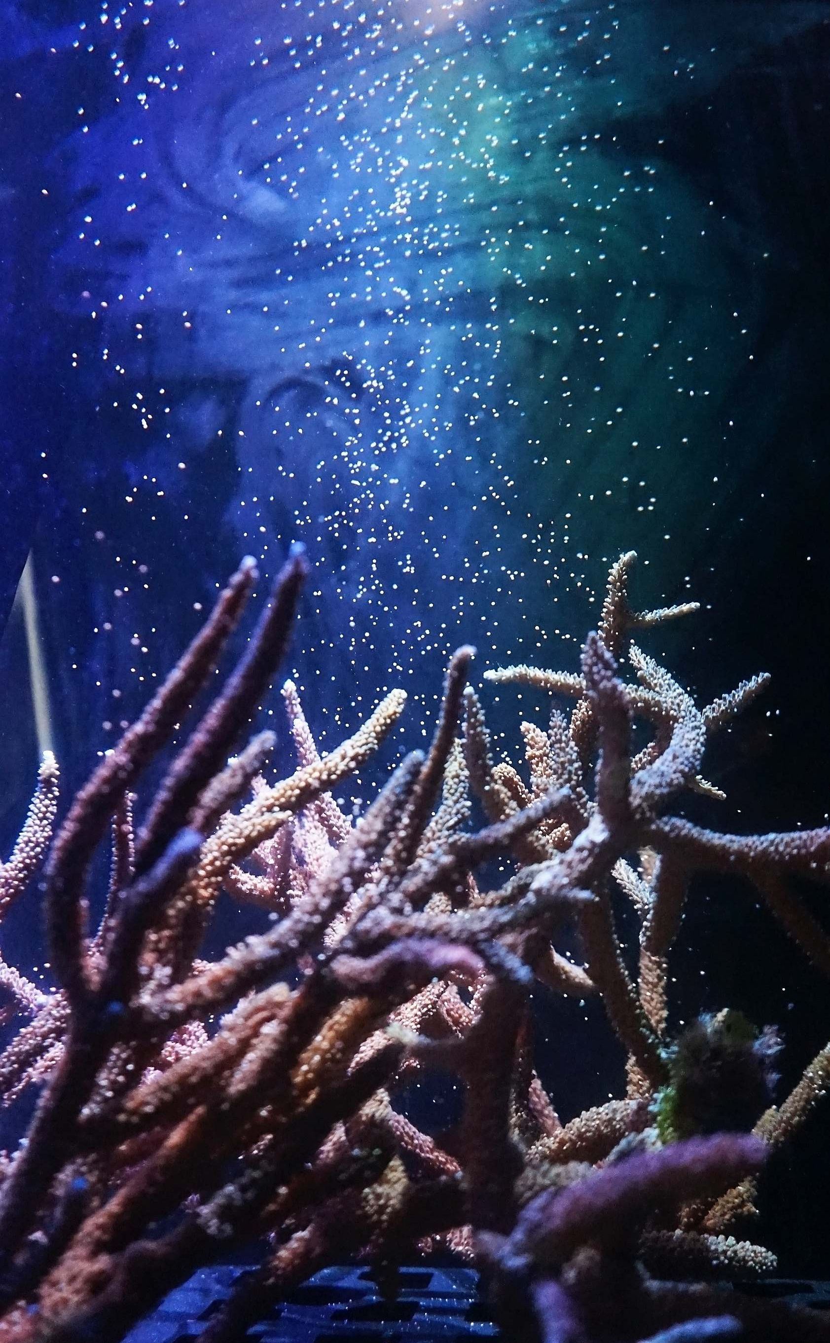 動画あり 展示用サンゴで国内初 昼の産卵に美ら海水族館が成功 ピンクの粒が幻想的に舞い上がる 沖縄タイムス プラス ニュース 沖縄 タイムス プラス