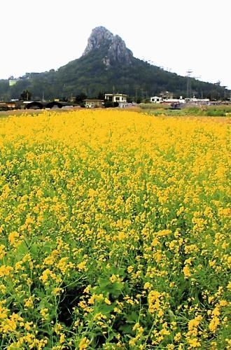 かわいらしい黄色い花を咲かせる春の風物詩マーナ＝伊江村東江