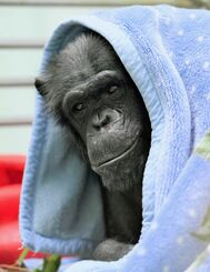 毛布をかぶり暖を取るチンパンジーのココ＝１４日、沖縄市・沖縄こどもの国（下地広也撮影）